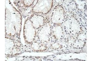 IHC analysis of formalin-fixed paraffin embedded fetal stomach, with cytoplasmic and membrane staining, using CMTM4 antibody (1/100 dilution). (CMTM4 Antikörper)
