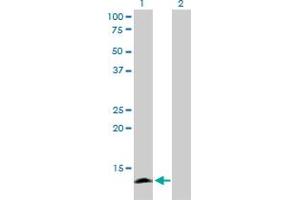 Western Blot analysis of APOC4 expression in transfected 293T cell line by APOC4 monoclonal antibody (M01), clone 3D10.