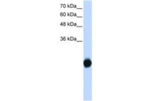 Western Blotting (WB) image for anti-Kv Channel Interacting Protein 2 (KCNIP2) antibody (ABIN2461159)