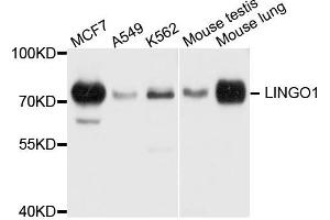 Western blot analysis of extract of various cells, using LINGO1 antibody. (LINGO1 Antikörper)
