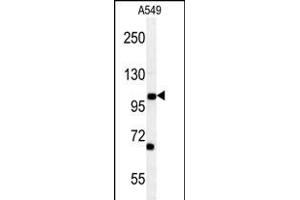 DPY19L2 antibody  (C-Term)