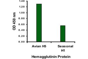 ELISA analysis of Avian Influenza Hemagglutinin protein with 1 ug/mL Avian Influenza Hemagglutinin polyclonal antibody . (Hemagglutinin Antikörper  (N-Term))