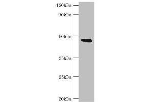 Western blot All lanes: Glycine amidinotransferase, mitochondrial antibody at 2 μg/mL + Mouse kidney tissue Secondary Goat polyclonal to rabbit IgG at 1/10000 dilution Predicted band size: 49, 45 kDa Observed band size: 49 kDa