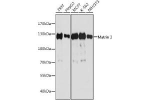 Western blot analysis of extracts of various cell lines, using Matrin 3 antibody (ABIN7268415) at 1:1000 dilution. (MATR3 Antikörper  (AA 747-847))