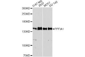 Western blot analysis of extracts of various cell lines, using PPFIA1 antibody. (PPFIA1 Antikörper  (AA 660-800))