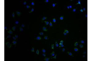 Immunofluorescence staining of A549 cells with ABIN7148487 at 1:100, counter-stained with DAPI. (CNTNAP3B Antikörper  (AA 26-256))
