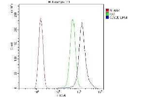 Flow Cytometry analysis of SiHa cells using anti-Cdc20 antibody (ABIN5518976). (CDC20 Antikörper)