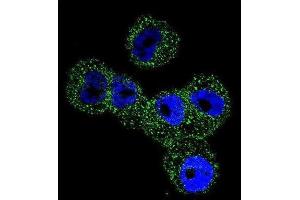 Immunofluorescence (IF) image for anti-serpin Peptidase Inhibitor, Clade B (Ovalbumin), Member 5 (SERPINB5) antibody (ABIN2996527) (SERPINB5 Antikörper)
