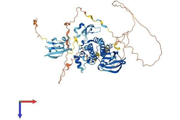 ARAF Protein (AA 1-606) (His tag)