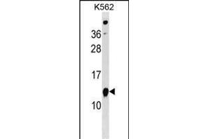 ATPIF1 Antibody (N-term) (ABIN1539612 and ABIN2850336) western blot analysis in K562 cell line lysates (35 μg/lane). (ATPase Inhibitory Factor 1 Antikörper  (N-Term))