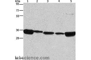 Western blot analysis of 293T, A431, NIH/3T3, hela and hepG2 cell, using ELAVL1 Polyclonal Antibody at dilution of 1:667 (ELAVL1 Antikörper)