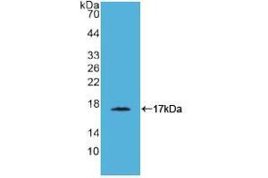 Western blot analysis of recombinant Simian CD40L. (CD40 Ligand Antikörper  (AA 180-261))