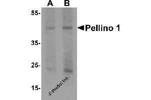 Western Blotting (WB) image for anti-Pellino E3 Ubiquitin Protein Ligase 1 (PELI1) (C-Term) antibody (ABIN1077389) (Pellino 1 Antikörper  (C-Term))