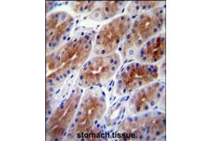 SAMD9 Antibody immunohistochemistry analysis in formalin fixed and paraffin embedded human stomach tissue followed by peroxidase conjugation of the secondary antibody and DAB staining. (SAMD9 Antikörper  (C-Term))