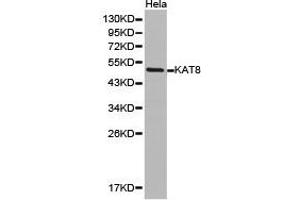Western Blotting (WB) image for anti-K(lysine) Acetyltransferase 8 (KAT8) antibody (ABIN1873359) (MYST1 Antikörper)