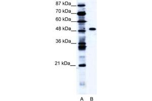 Western Blotting (WB) image for anti-Zinc Finger Protein 541 (ZNF541) antibody (ABIN2460160) (ZNF541 Antikörper)