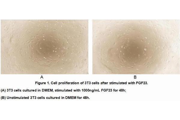 FGF23 Protein (AA 25-251) (His tag)