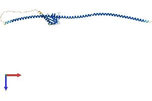 HOMER2 Protein (AA 1-354) (His tag)