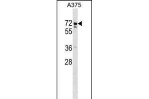 USP17L2 Antibody (C-term)  western blot analysis in  cell line lysates (35 μg/lane). (USP17L2 Antikörper  (C-Term))