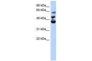Image no. 1 for anti-NOP2/Sun Domain Family, Member 3 (NSUN3) (AA 143-192) antibody (ABIN6743498) (NSUN3 Antikörper  (AA 143-192))