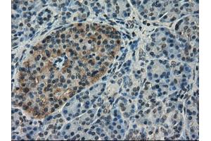 Immunohistochemical staining of paraffin-embedded pancreas tissue using anti-SLC18A2 mouse monoclonal antibody. (SLC18A2 Antikörper)