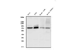 Western blot analysis of WEE1 using anti-WEE1 antibody (ABIN7599944).