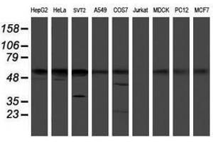 Image no. 2 for anti-RuvB-Like 2 (E. Coli) (RUVBL2) (AA 113-370) antibody (ABIN1490851) (RUVBL2 Antikörper  (AA 113-370))