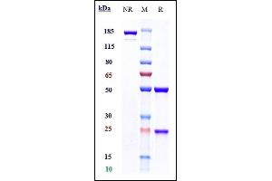 Anti-FGFR3 / CD333 Reference Antibody (vofatamab) on SDS-PAGE under reducing (R) condition.