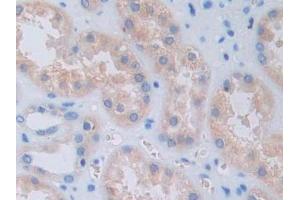Immunohistochemistry (IHC) image for anti-Growth Hormone Releasing Hormone (GHRH) (AA 19-108) antibody (ABIN7425857)