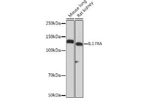 Western blot analysis of extracts of various cell lines, using IL17RA Rabbit mAb (ABIN7267989) at 1:1000 dilution. (IL17RA Antikörper)