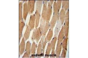 COQ7 Antibody (C-term) (ABIN652061 and ABIN2840529) immunohistochemistry analysis in formalin fixed and paraffin embedded human skeletal muscle followed by peroxidase conjugation of the secondary antibody and DAB staining. (Coq7 Antikörper  (C-Term))