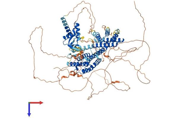 RFX6 Protein (AA 1-928) (His tag)