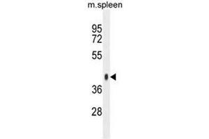 SYTL3 Antibody (N-term) western blot analysis in mouse spleen tissue lysates (35µg/lane). (SYTL3 Antikörper  (N-Term))