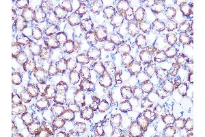 Immunohistochemistry of paraffin-embedded mouse kidney using B1 Rabbit mAb (ABIN7265772) at dilution of 1:100 (40x lens). (ATP1B1 Antikörper)