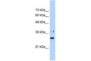 NMNAT1 antibody used at 0. (NMNAT1 Antikörper  (N-Term))