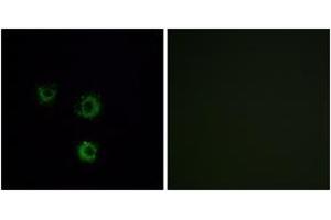 Immunofluorescence (IF) image for anti-Taste Receptor, Type 2, Member 14 (TAS2R14) (AA 229-278) antibody (ABIN2891091) (TAS2R14 Antikörper  (AA 229-278))