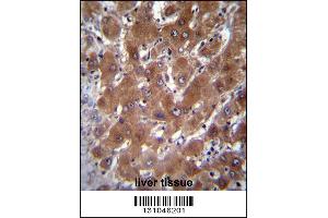 GBA3 Antibody immunohistochemistry analysis in formalin fixed and paraffin embedded human liver tissue followed by peroxidase conjugation of the secondary antibody and DAB staining. (GBA3 Antikörper  (C-Term))