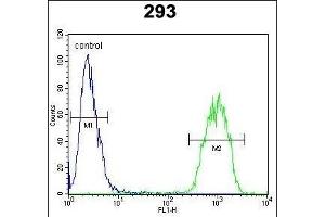JUN Antibody (C-term) i flow cytometric analysis of 293 cells (right histogram) compared to a negative control cell (left histogram). (C-JUN Antikörper  (C-Term))
