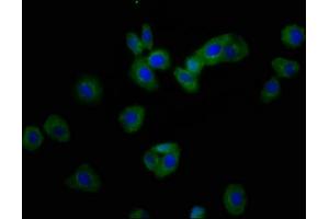 Immunofluorescence staining of HepG2 cells with ABIN7168050 at 1:166, counter-stained with DAPI. (RHOU Antikörper  (AA 1-48))
