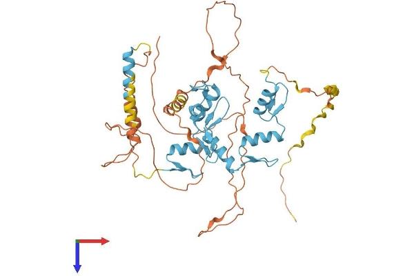 FEZF1 Protein (AA 1-475) (His tag)