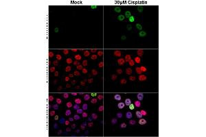 ICC/IF Image p21 Cip1 antibody detects p21 Cip1 protein at nucleus by immunofluorescent analysis. (p21 Antikörper)