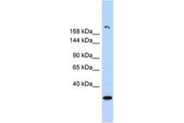 UTY antibody  (AA 971-1020)