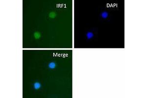 Immunofluorescence (IF) image for anti-Interferon Regulatory Factor 1 (IRF1) antibody (ABIN2666257) (IRF1 Antikörper)
