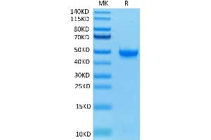 SDS-PAGE (SDS) image for Poliovirus Receptor-Related 2 (Herpesvirus Entry Mediator B) (PVRL2) (AA 32-360) protein (His-Avi Tag,Biotin) (ABIN7275310)