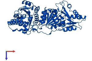 TKT Protein (AA 1-623) (His tag)