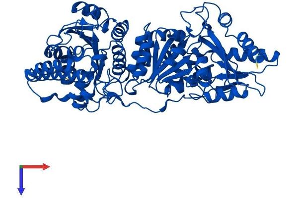 TKT Protein (AA 1-623) (His tag)