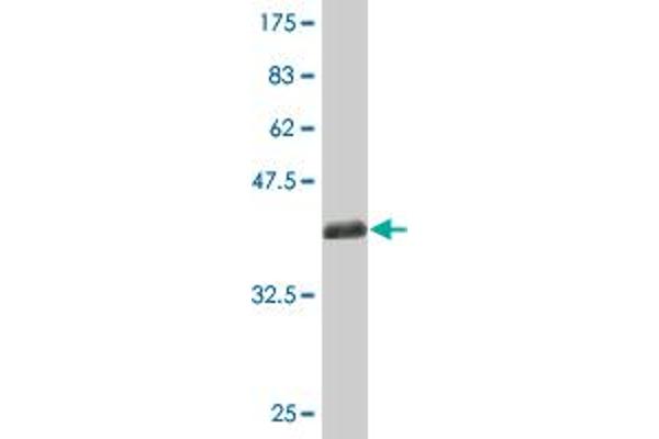 PPHLN1 antibody  (AA 168-258)