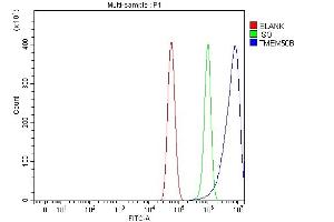 anti-Transmembrane Protein 50B (TM50B) (N-Term) antibody