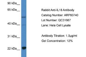 Western Blotting (WB) image for anti-Interleukin 18 (IL18) (C-Term) antibody (ABIN2788556) (IL-18 Antikörper  (C-Term))