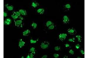 Anti-FGFR2 mouse monoclonal antibody (ABIN2454521) immunofluorescent staining of COS7 cells transiently transfected by pCMV6-ENTRY FGFR2 (RC217098). (FGFR2 Antikörper)